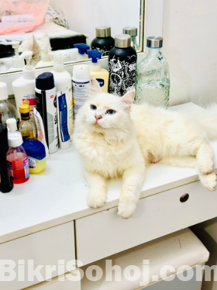 Female cat with 3 baby’s